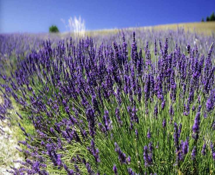 Exploring Lavender's Drought Resistance: Best Varieties for Dry Gardens