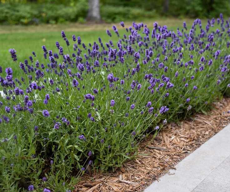 lavender Sweet Romance ('Kerlavangem') flowering in pathway edging