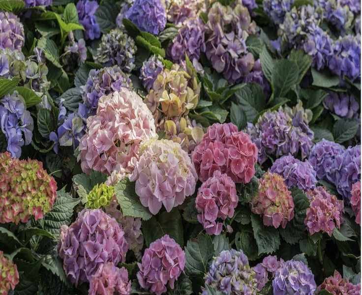 April Hydrangea Care Tips for Vibrant Blooms This Summer