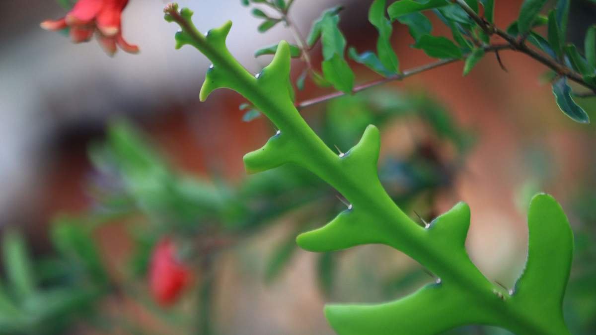 Discover the Fishbone Cactus: A Unique and Low-Maintenance Houseplant