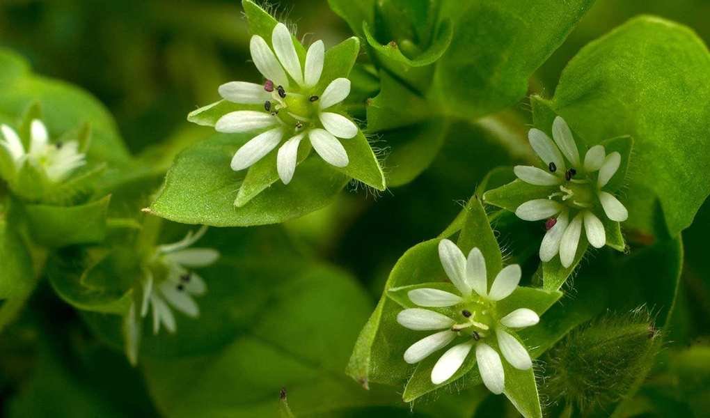 Top 7 Weeds to Watch for in Your Backyard and How to Eliminate Them