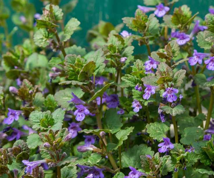 Creeping Charlie with flowers