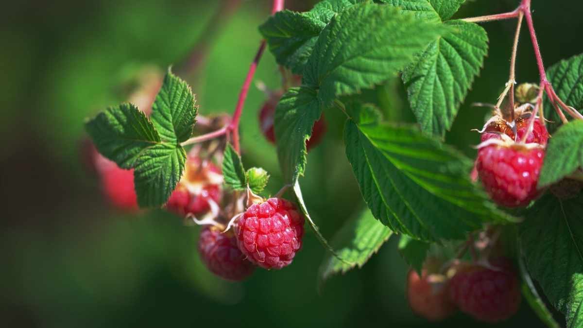 Fertilizing Raspberries: Timing and Tips for Lush Growth