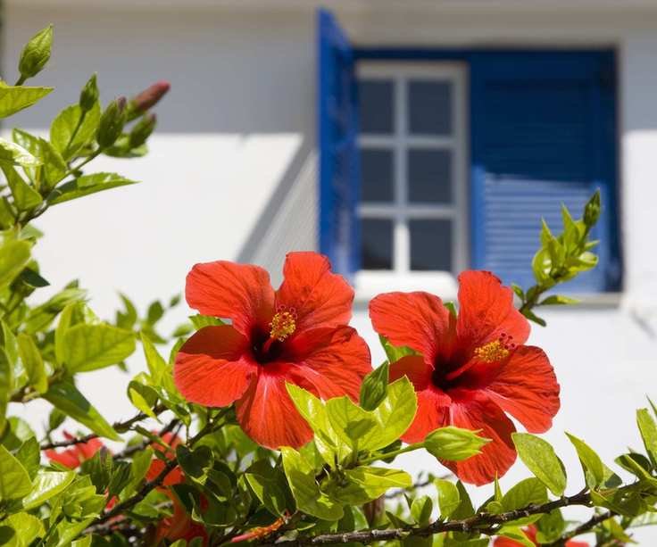 Red hibiscus bloom with white house beyond