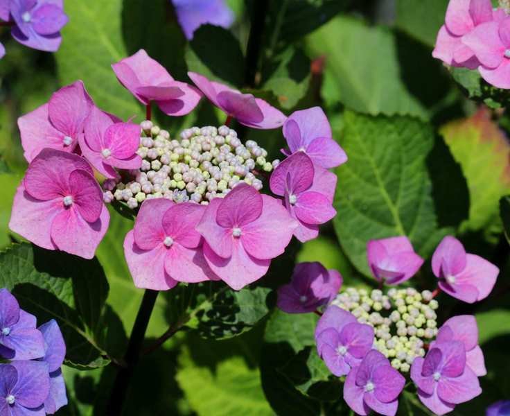 Propagating Hydrangeas: A Simple Guide Using Cuttings