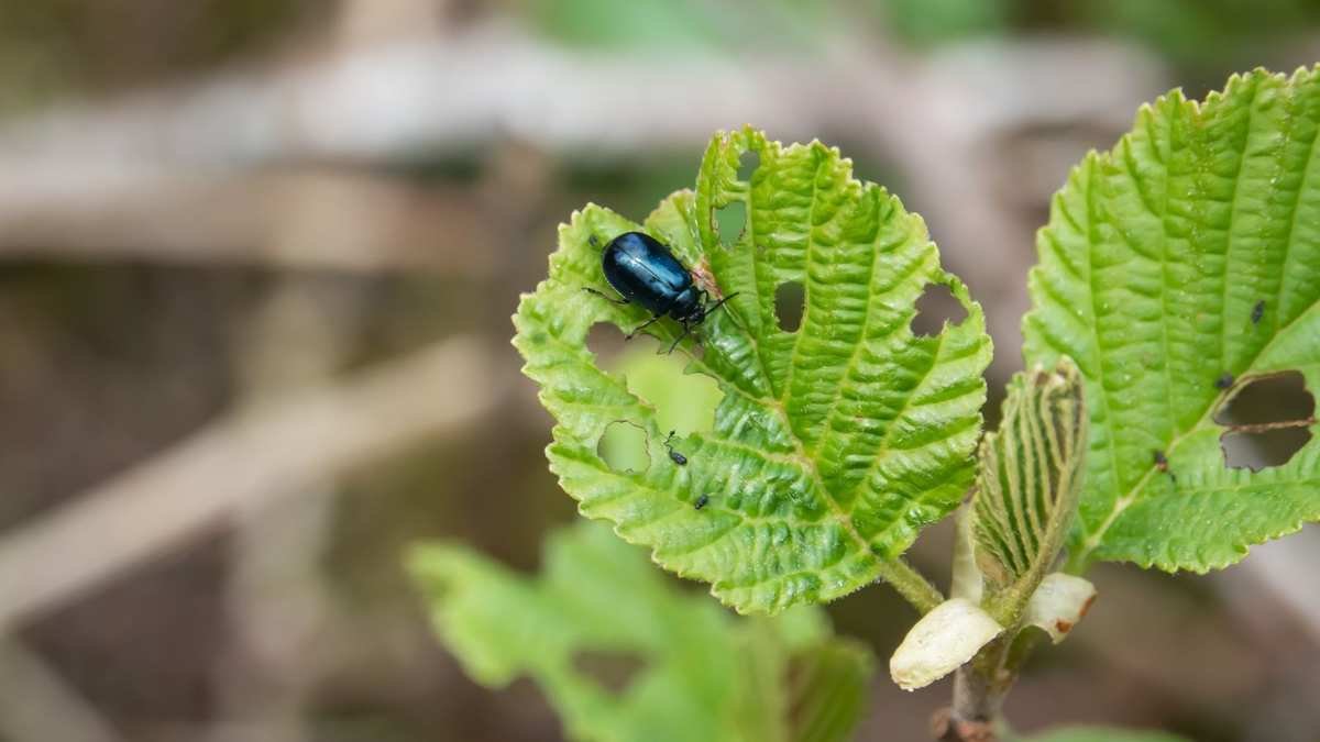 Effective Solutions to Eliminate Alder Leaf Beetles and Protect Your Plants
