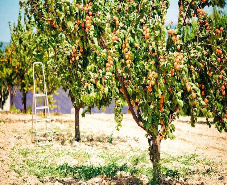 Pruning Your Apricot Tree: Essential Techniques for Young and Mature Plants