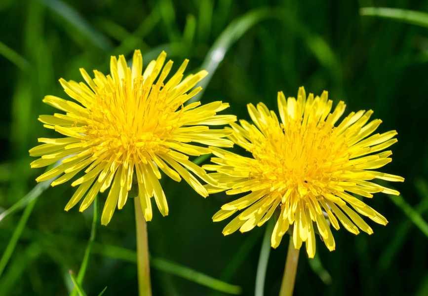 Effective Methods to Eliminate Dandelions from Your Lawn and Patio