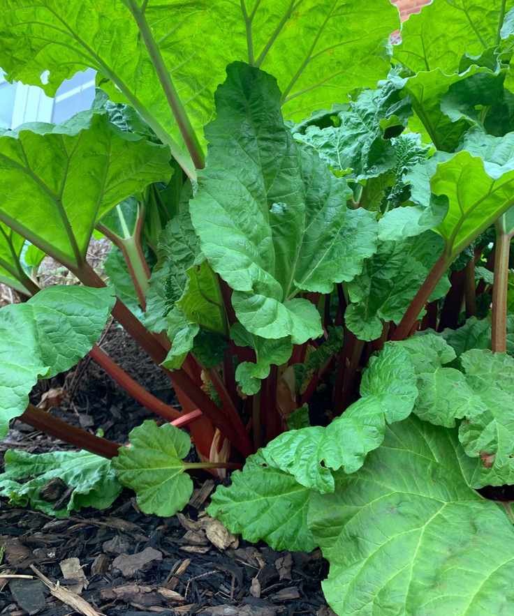 rhubarb plant growing in the ground