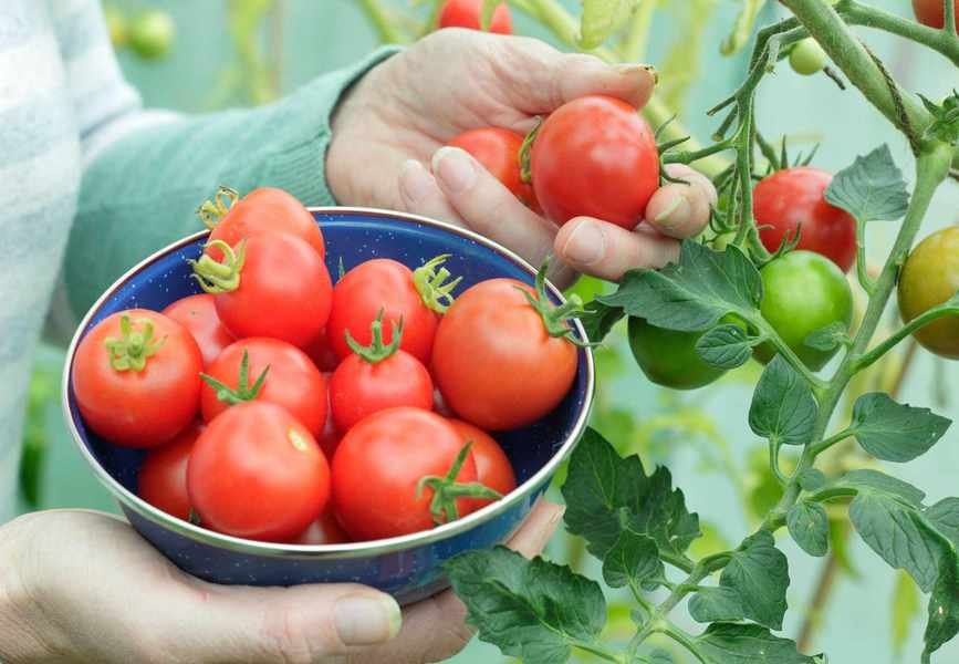 When to Pick Tomatoes for Optimal Flavor and Freshness