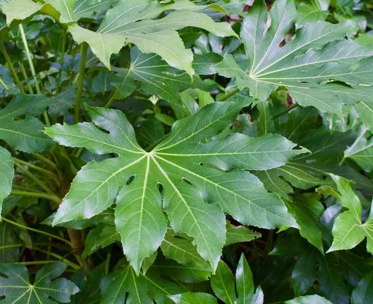 Fatsia japonica plant