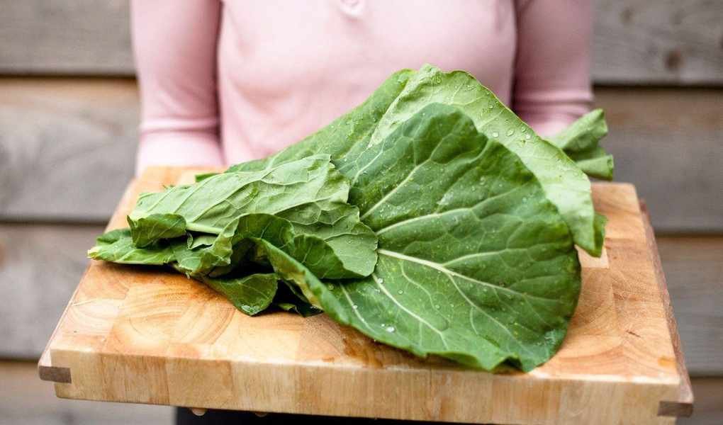 Growing Collard Greens: Tips for a Bountiful Harvest Year-Round
