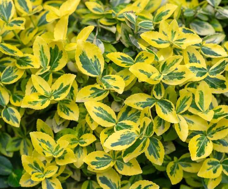 Euonymus fortunei 'Emerald and Gold'