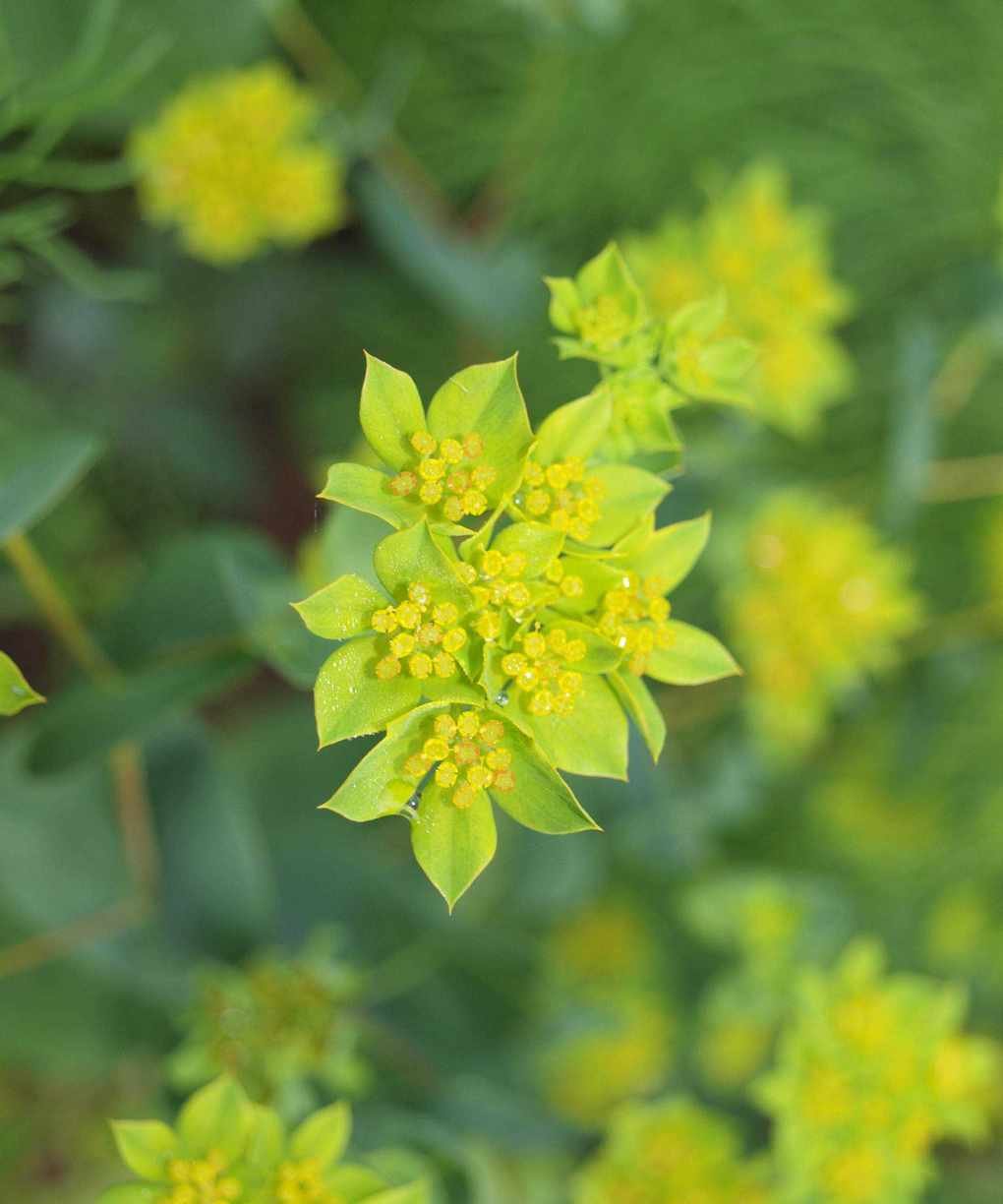 Euphorbia oblongata