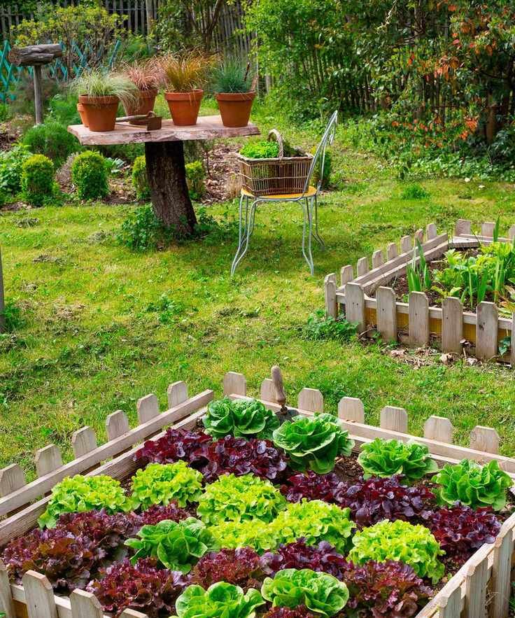 lettuce growing in a square foot gardening bed
