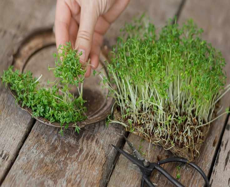 Growing Cress: A Quick Guide for Indoor and Outdoor Cultivation
