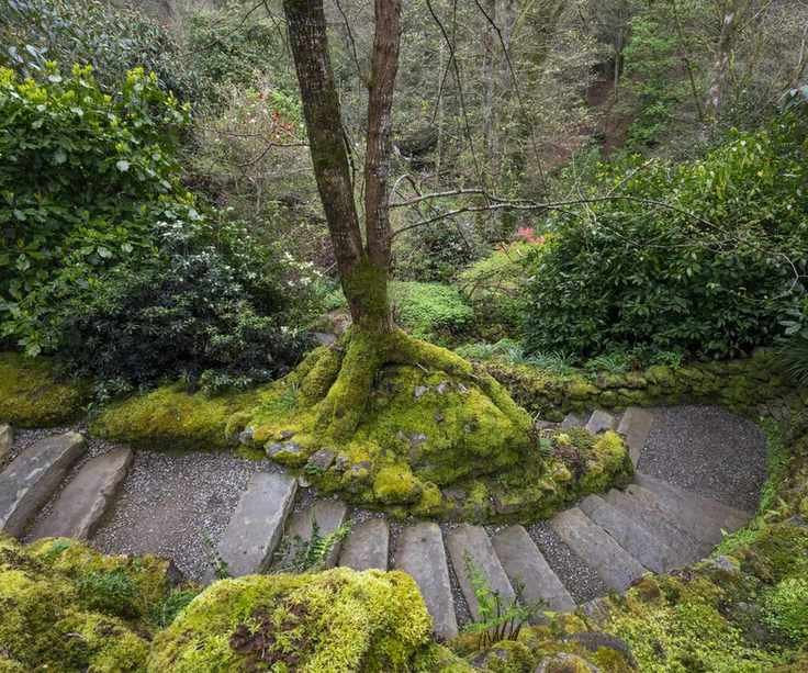 Moss growing in garden along the edge of a stairway