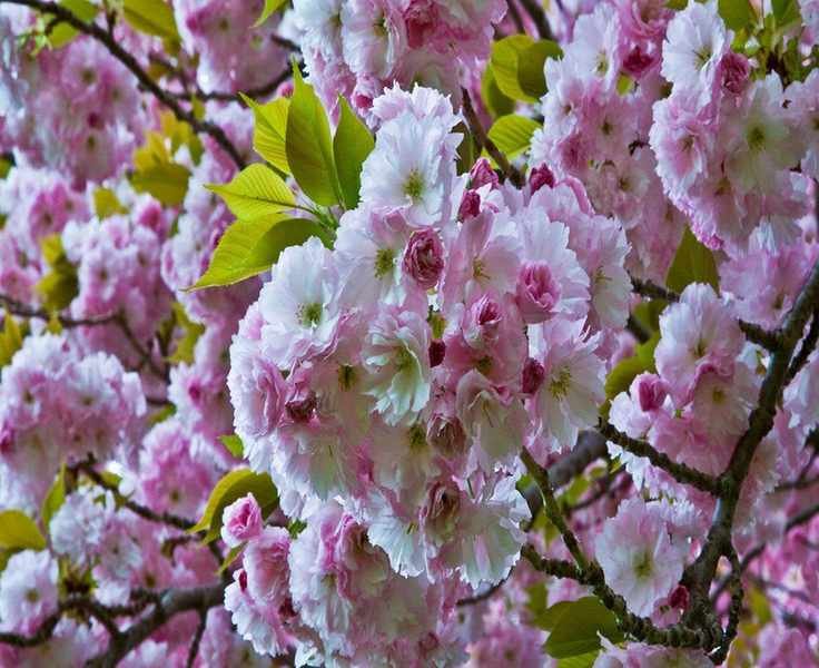 Essential Care Tips for Growing Flowering Cherry Trees