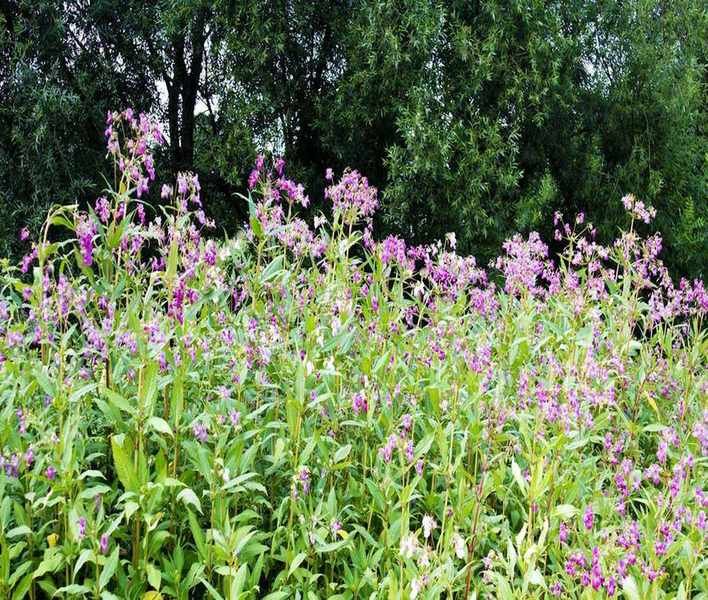 Identify and Remove Invasive Weeds in Your Yard with These Tips