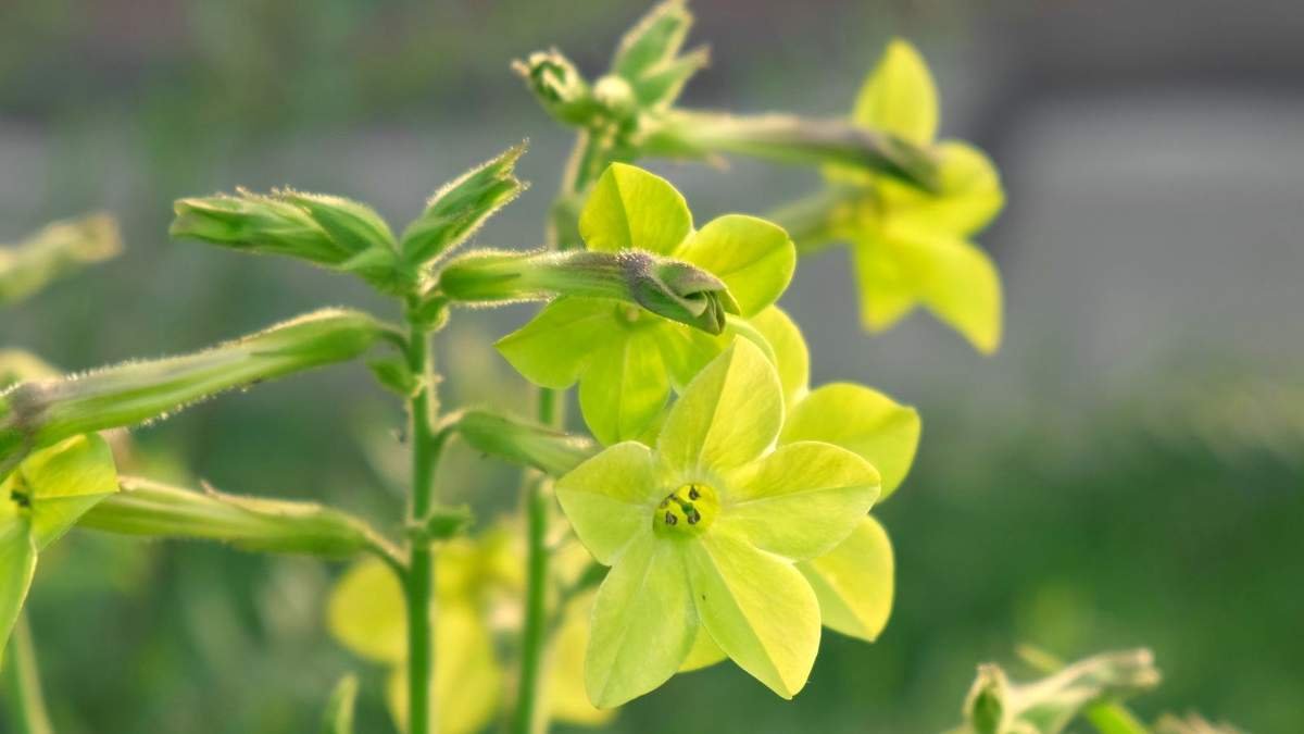 3 Essential Tips for Growing Nicotiana: The Stunning Flowering Tobacco Plant