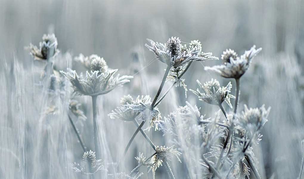 Exploring US Hardiness Zones 1 and 2: Planting Tips for Extreme Cold