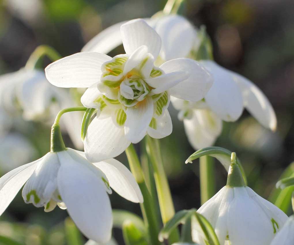 Close up of the snowdrop Galanthus nivalis Flore Pleno