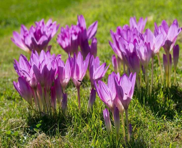 Autumn crocus / bare naked ladies