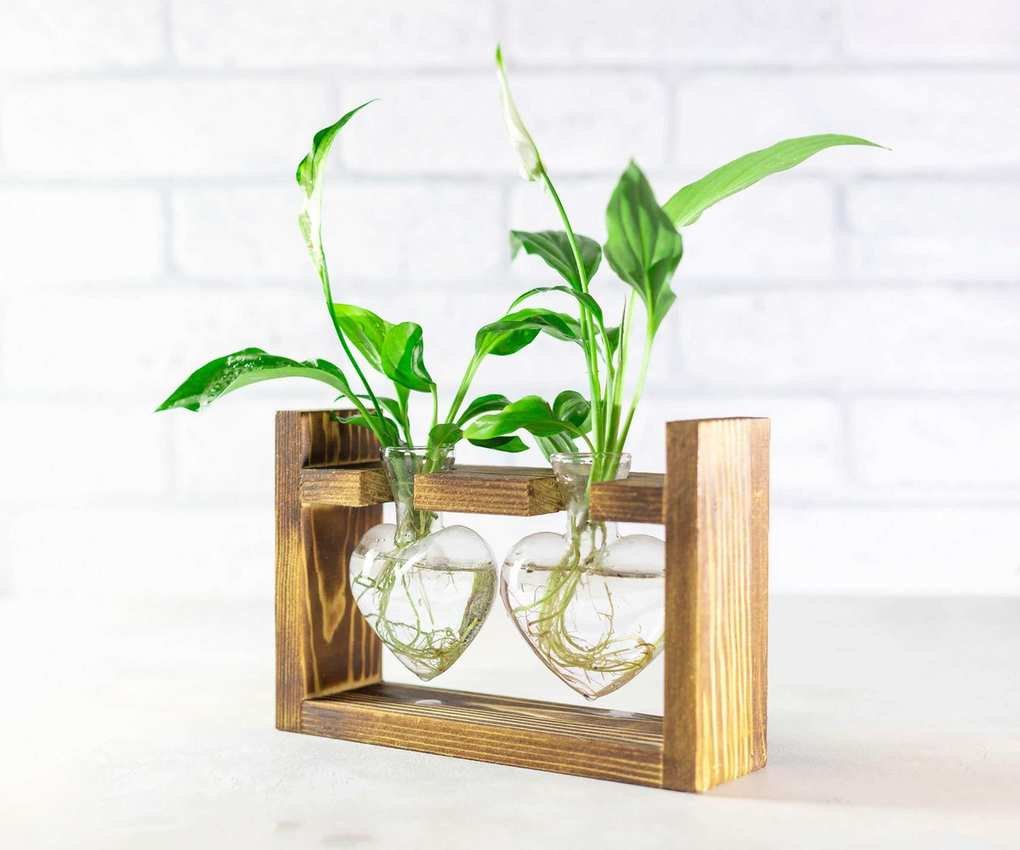 plant propagation station with cuttings in water