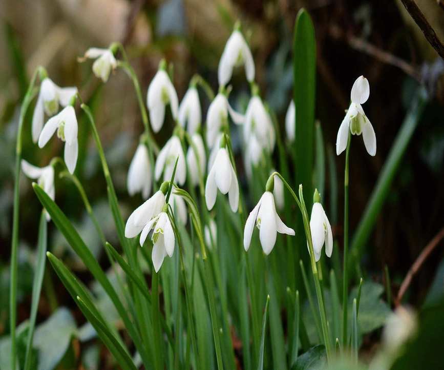 snowdrop 'magnet'