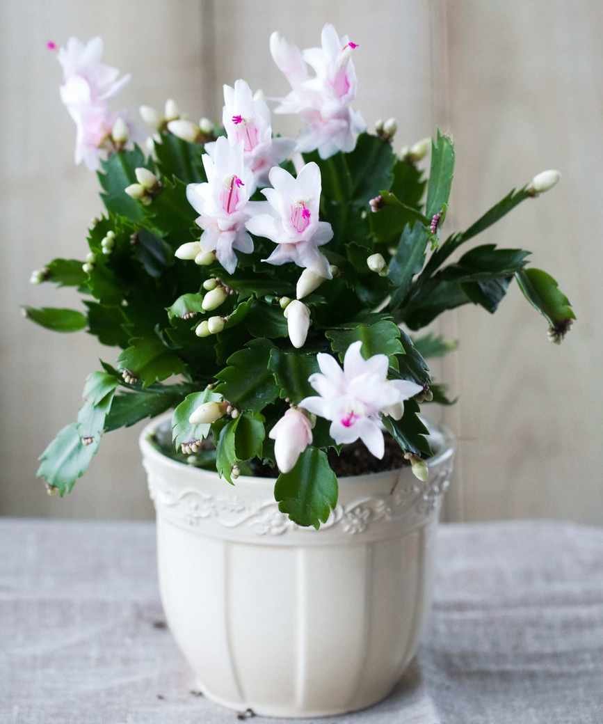 Christmas cactus