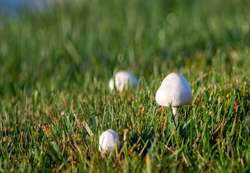 Eliminating Mushrooms on Your Lawn: Expert Tips for a Fungi-Free Space