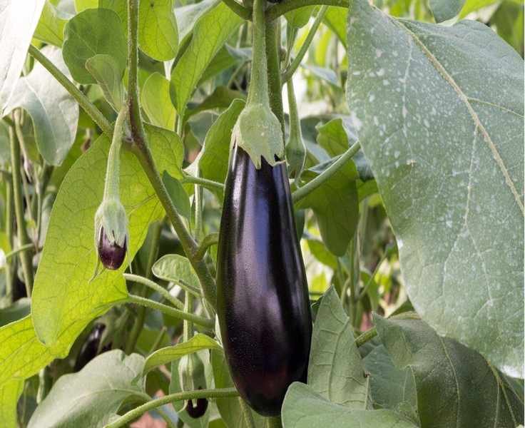 Best Time to Harvest Eggplant for a Flavorful Bounty