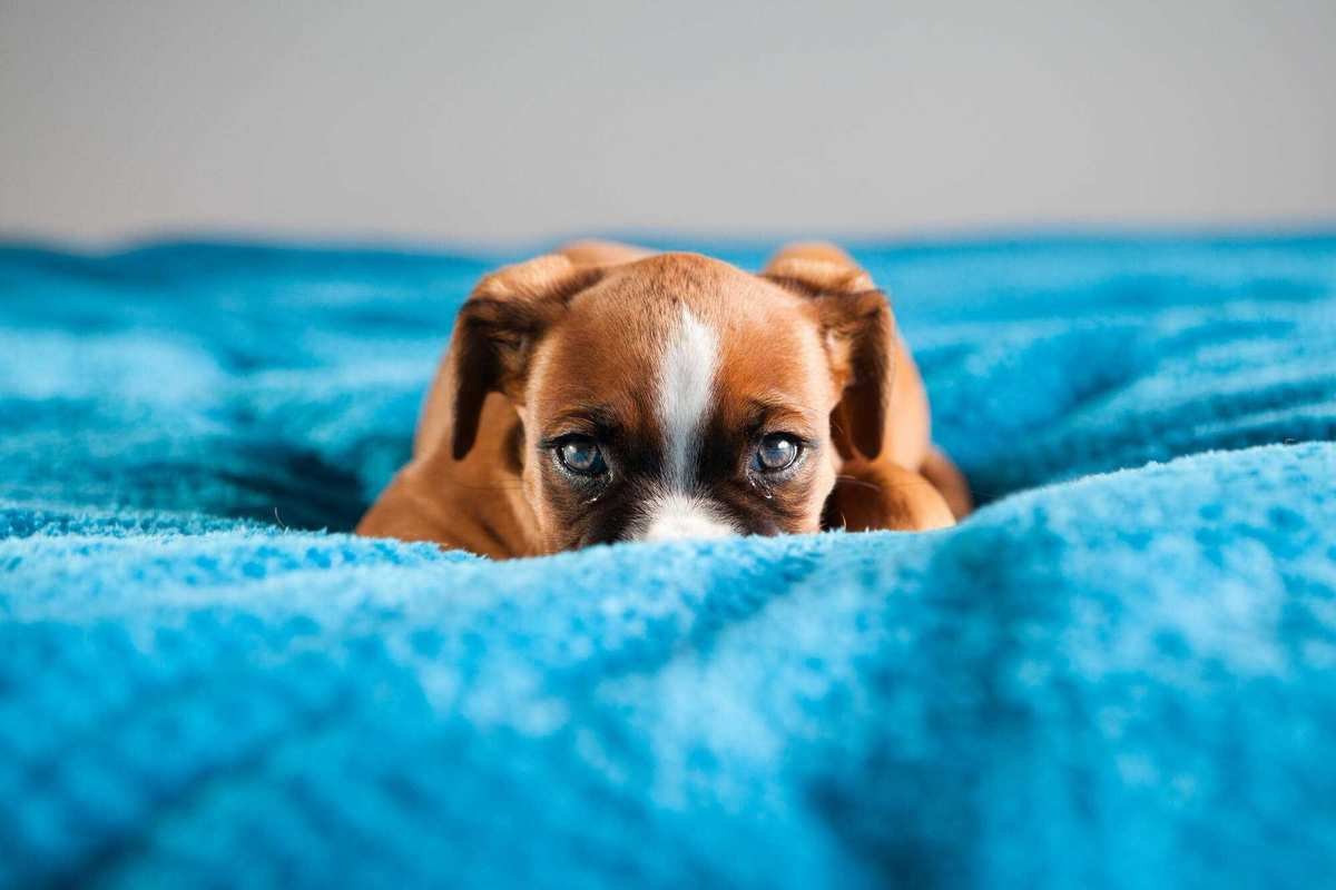 Top Affordable Options for Spaying and Neutering Pets