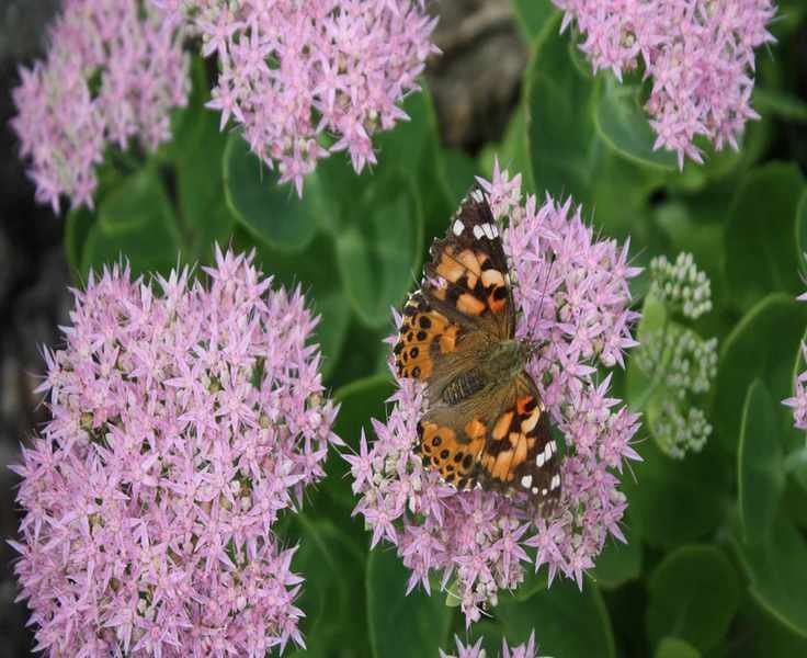 Mastering the Chelsea Chop for More Blooms from Your Perennials