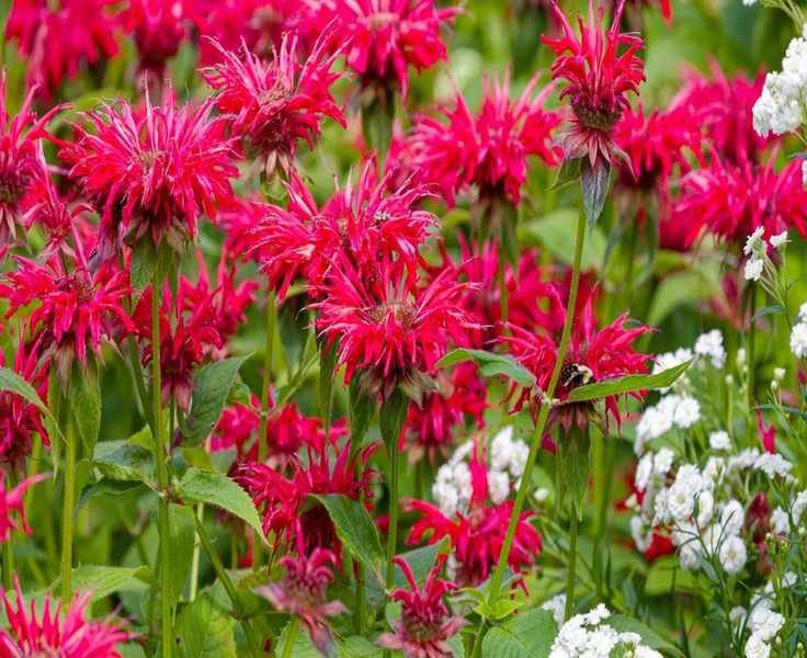 When to Prune Bee Balm for Vibrant Blooms and Healthy Growth