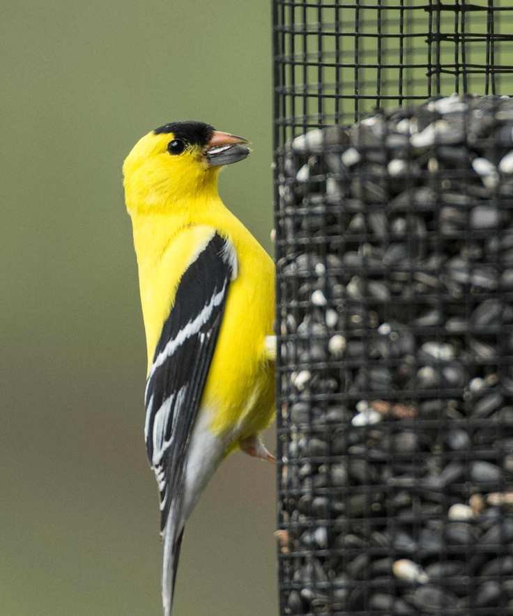 Male American Goldfinch sitting on seed feeder