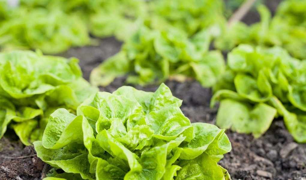 Effortless Tips for Keeping Slugs Away from Your Garden Plants
