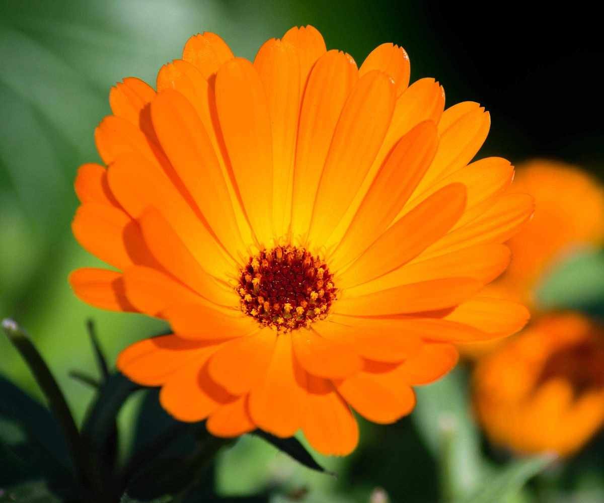 calendula Indian Prince flowering in summer