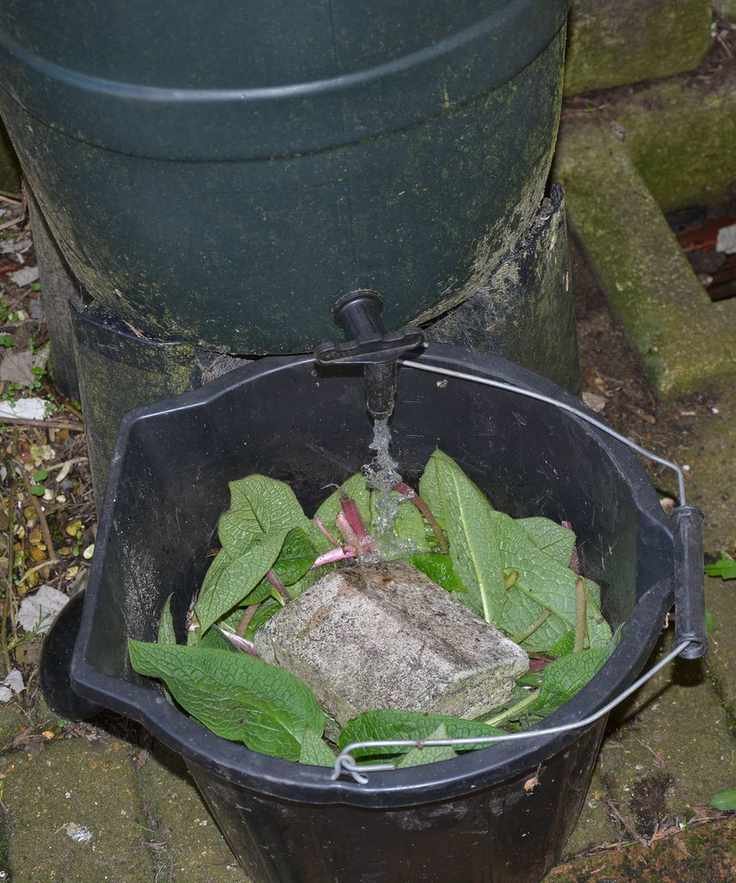 Adding water to comfrey leaves