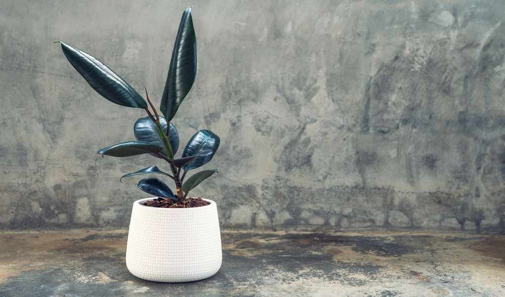 Are Rubber Trees Safe for Cats? Insights on These Indoor Plants