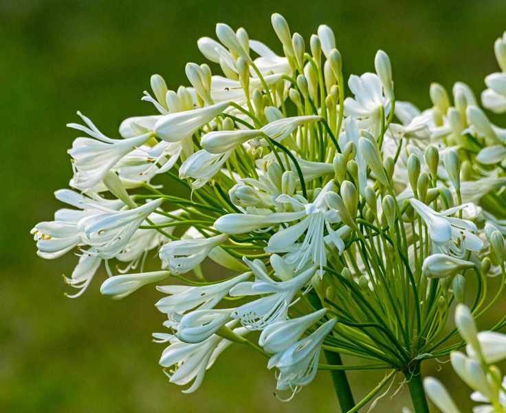 A white and green Agapanthus