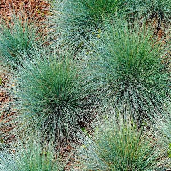 Blue fescue grass in a border with mulch