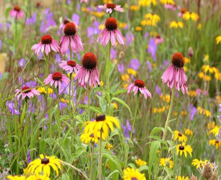 Transform Your Garden for Wildlife This Earth Day with One Simple Plant Swap