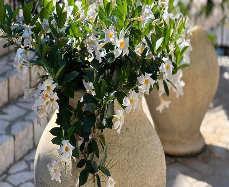 Growing Mandevilla in Pots: Transform Your Outdoor Space with Tropical Blooms