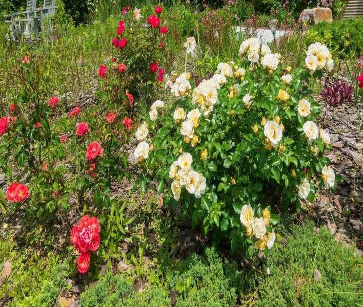 Pruning Drift Roses: Timing and Techniques for Vibrant Blooms