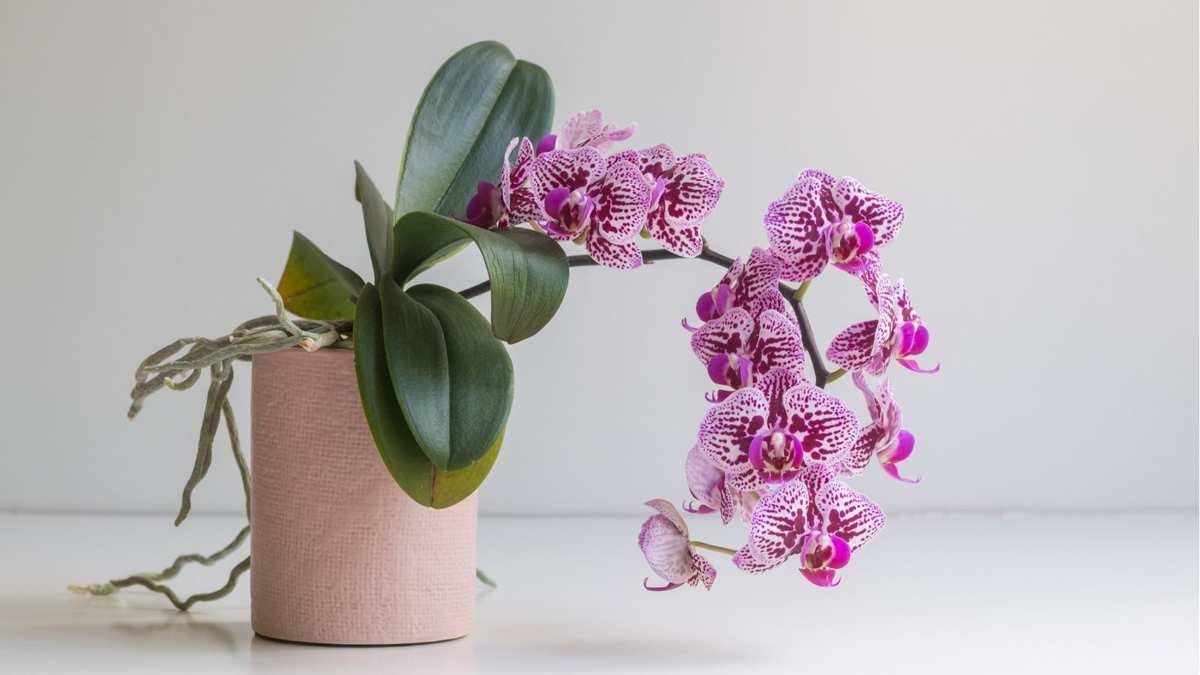Understanding Orchid Root Rot: Treatment Tips for Your Exotic Plant
