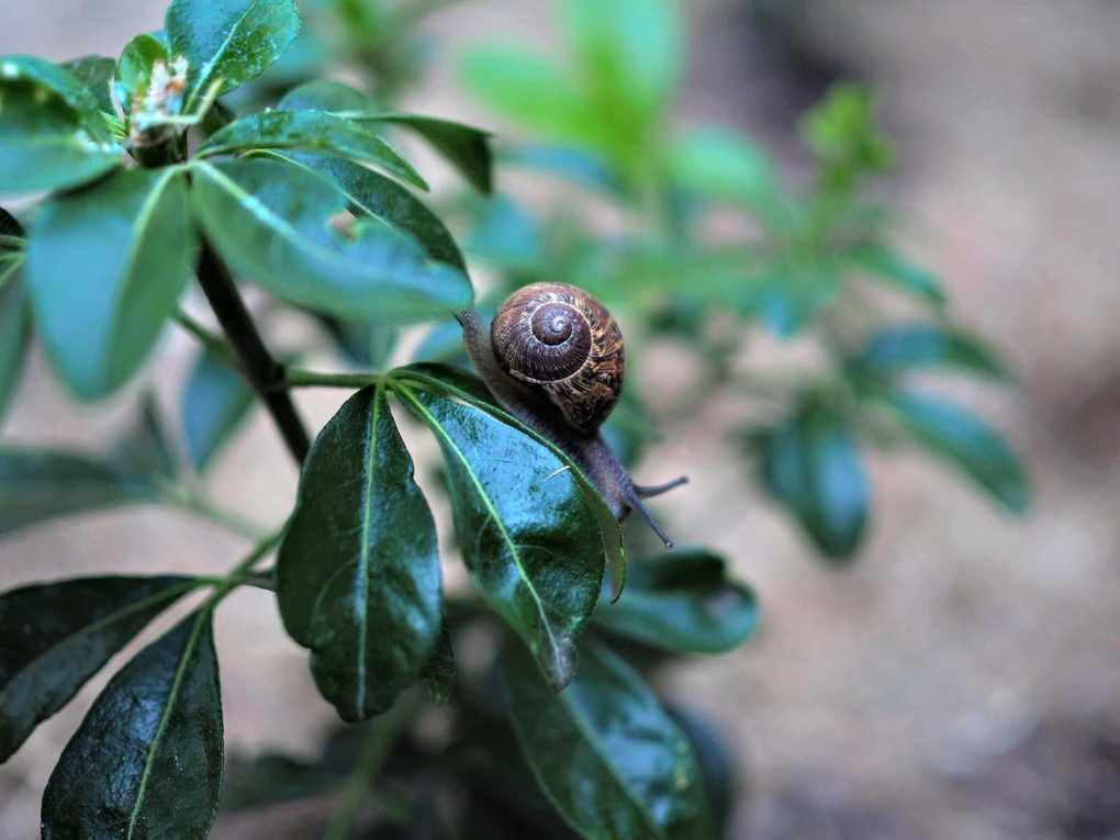 Effective Strategies to Get Rid of Snails in Your Garden