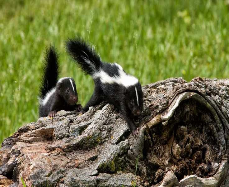 Effective Methods to Deter Skunks and Protect Your Lawn