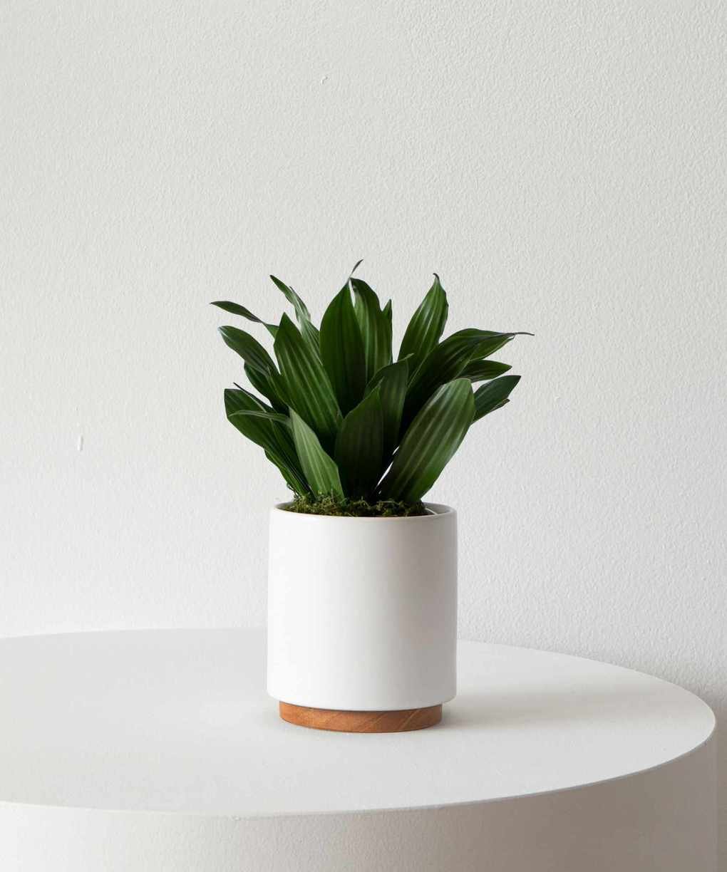 a dracaena compacta plant in a white pot