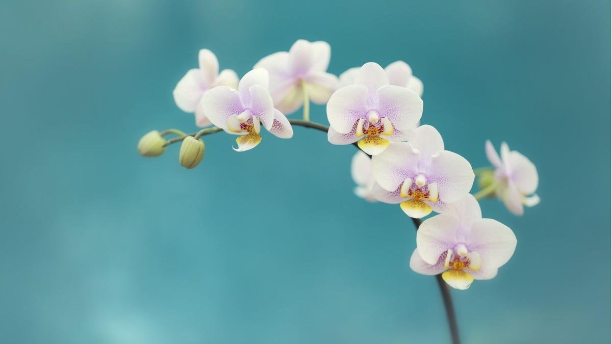 Reviving Your Orchid: Tips to Encourage Reblooms After Dormancy
